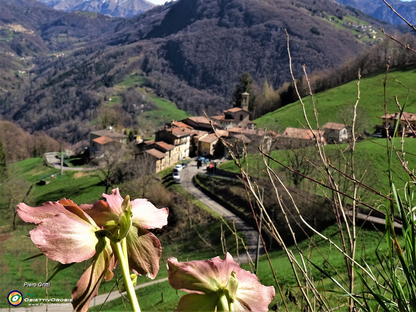 15 Helleborus niger (Ellebori) con vista su Alino.JPG